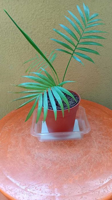 Палма - Хамедорея -