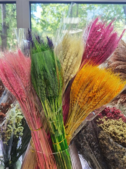 Сухи цветя - пампас, гипсофил, статица, хортензия и други