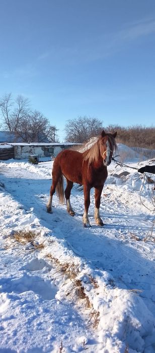 Продам айгыр 5 лет