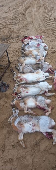 Мясо дикого Зайца