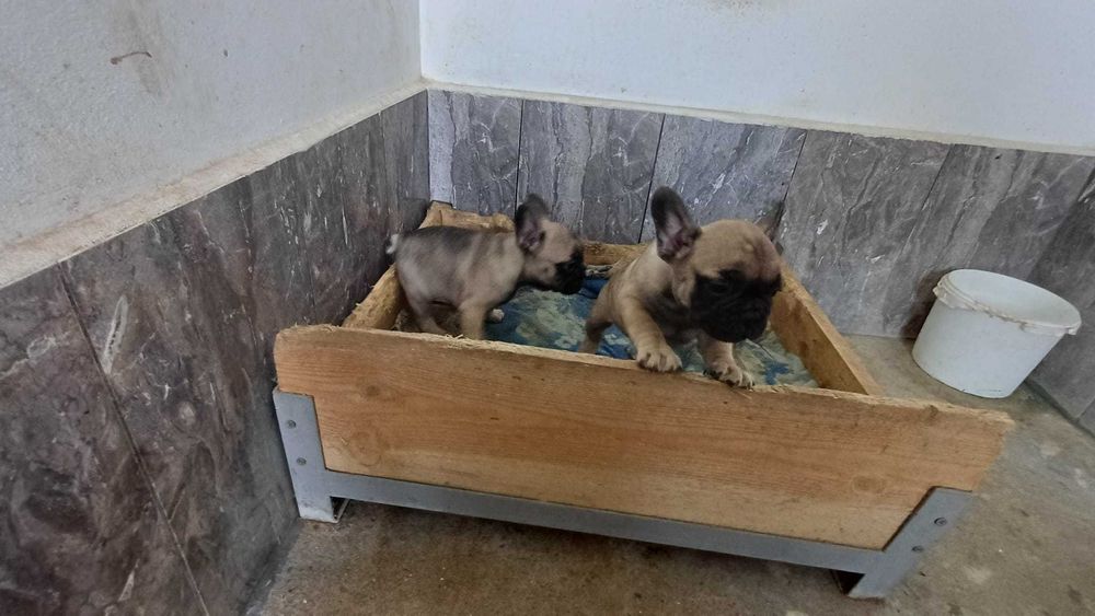 френски златист булдог