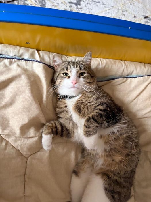 Пропал кот (  КТОТО ЗАБРАЛ )