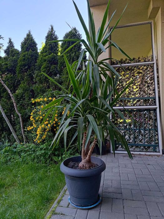 Две растения - канарска финикова палма и юка