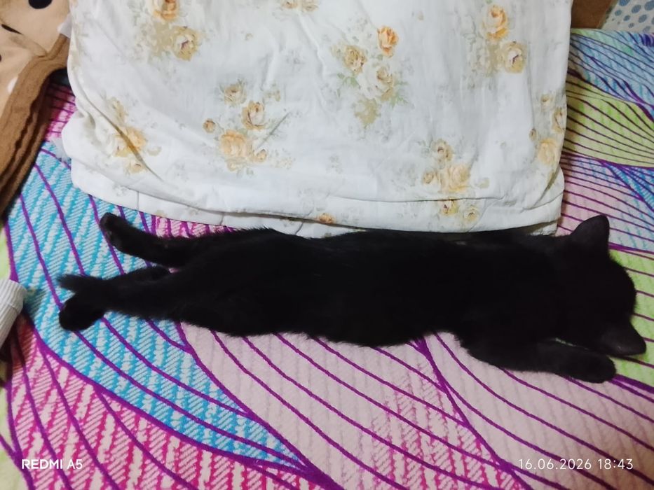 Отдам в хорошие руки котенка