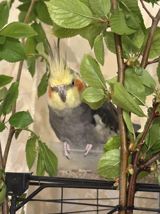 Продам ручных попугаев (девочка и мальчик)