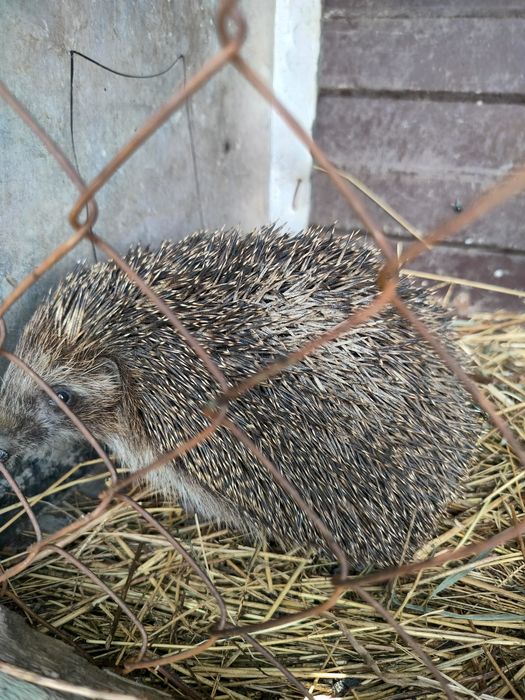 Продам ёжика ...