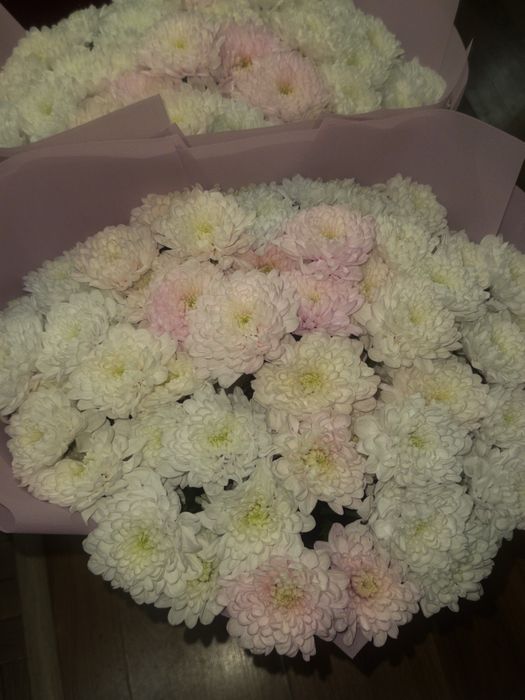 Цветы хризантема