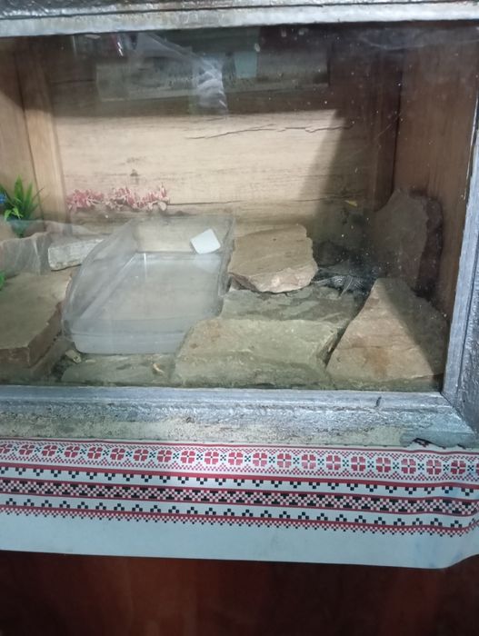 Vând broscuțe țestoase cu tot cu terariu