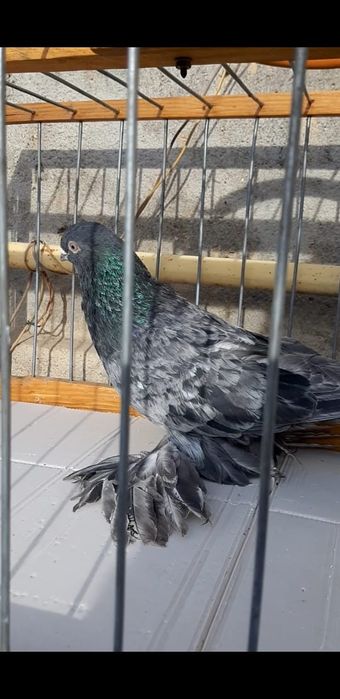 Голуби Голуби  голуби