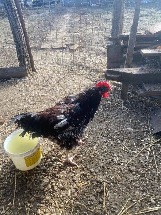 Vând cocoși susex porțelan, australop, aurucana barat