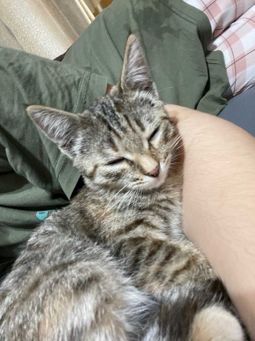 Отдам котенка в добрые руки