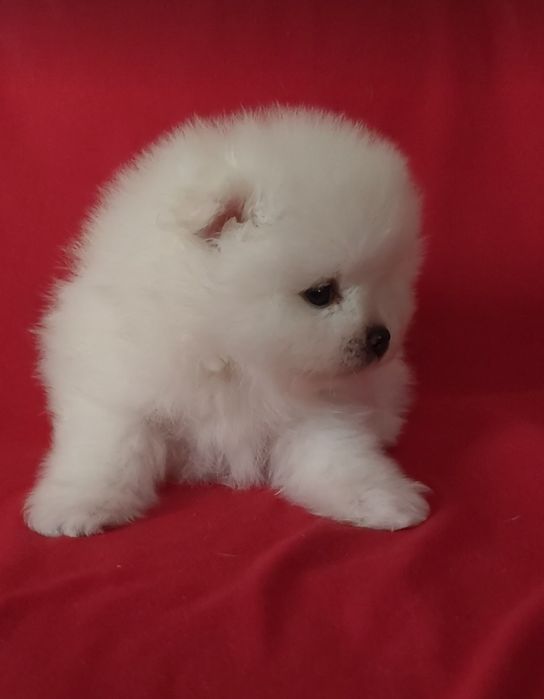 Мальчики и девочки шпица