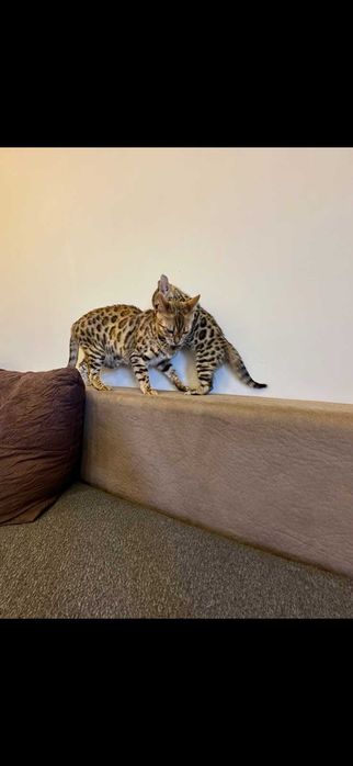 Бенгалска котка продава