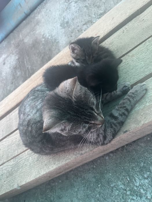 Pui de pisica pentru adoptie