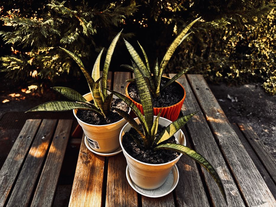 Sansevieria Panthera (Limba socrei) în ghiveci cu farfurioară