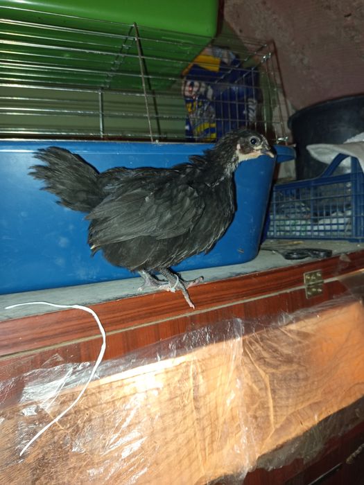 Австролорп на 2 месеца