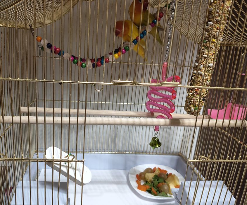 Продаются попугайчики неразлучники!