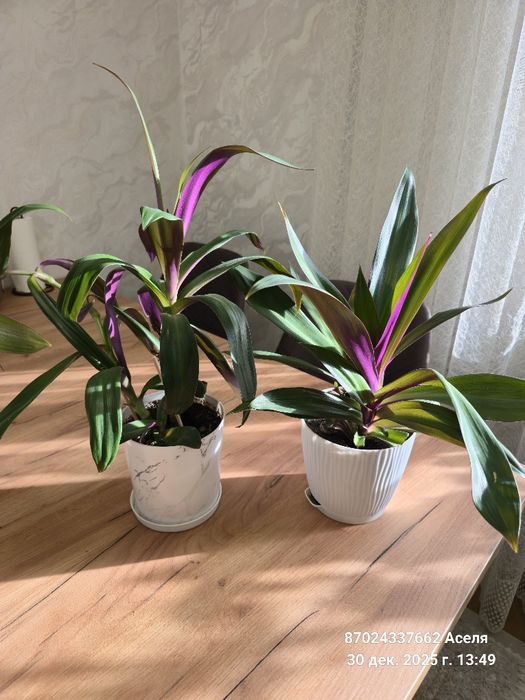 Комнатные цветы много