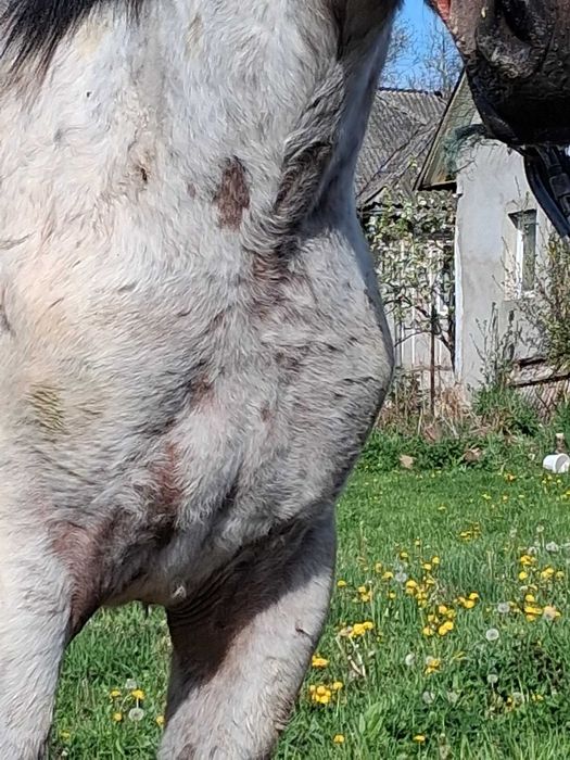 manz bland bun la caruta