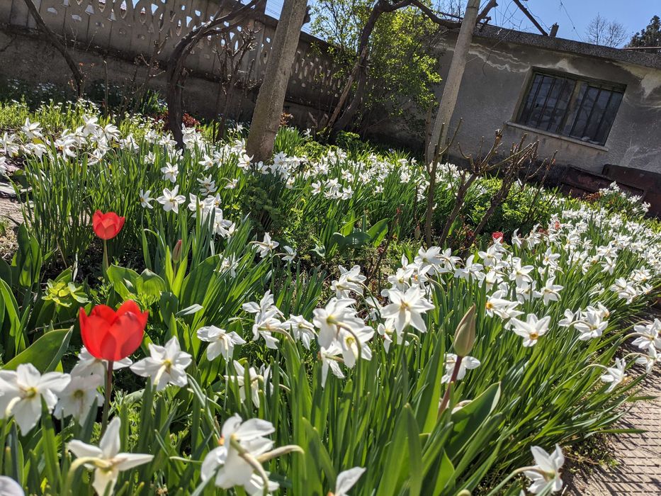 Продава се Къща в с. Голям чардак, Област Пловдив - 150 кв.м за 267 €/кв.м - Снимка #5