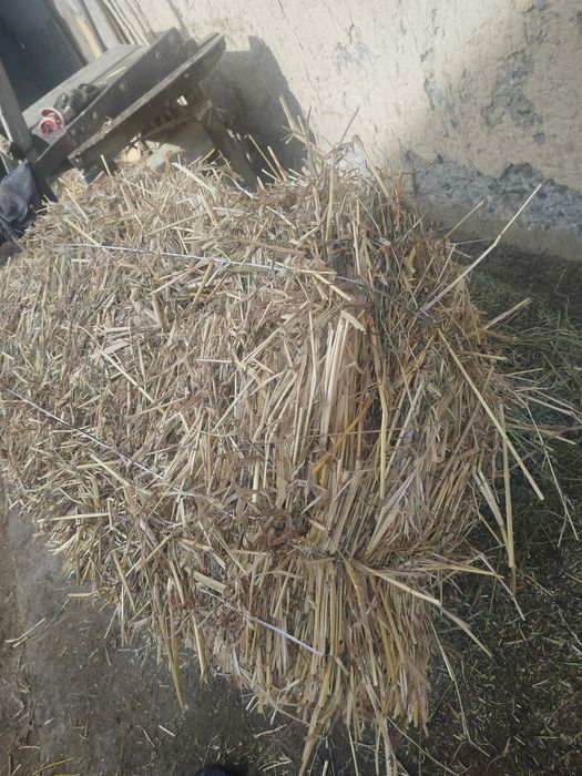 Суданка шоп сатылады