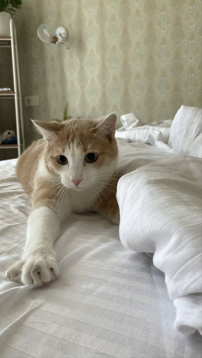 Отдам кота в добрые руки