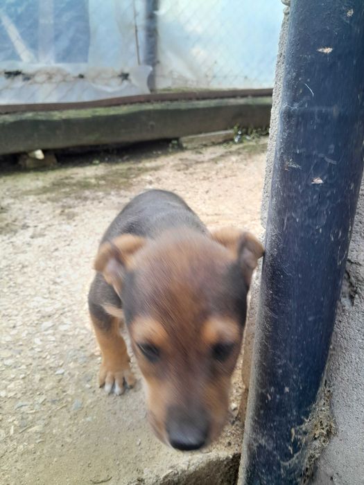 Подарявам куче смеска мъжко