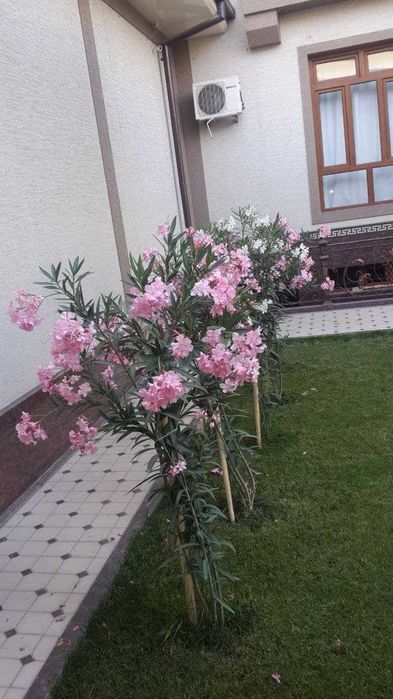 Ландшафтный дизайн, садовник газон арча ёлка  Уборка Благоустройство