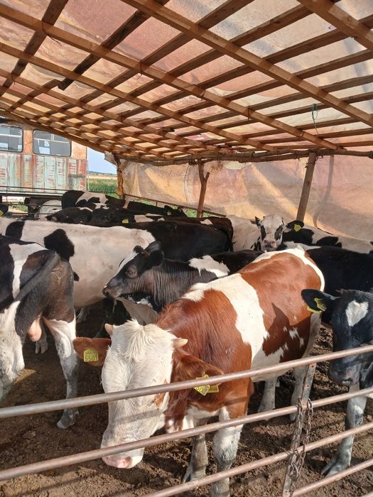 Vitei de carne  taurasi ne încărcați