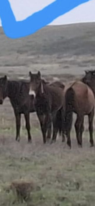 Кунажын байтал 2 жасар