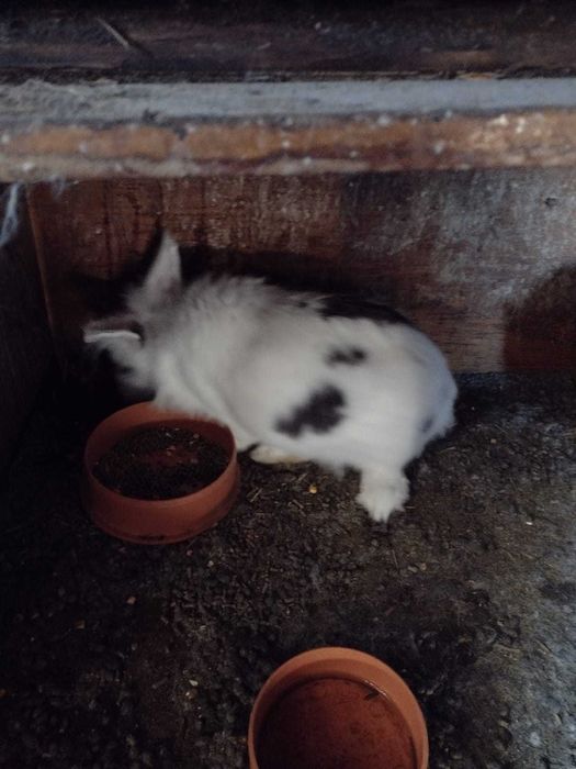 Vând iepuri (talie mică/mare)