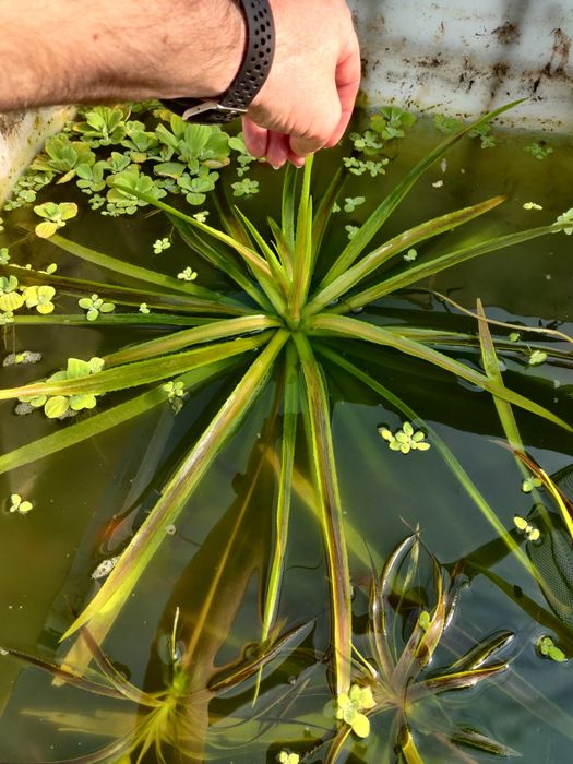 Plante pentru iaz aloe de apă, pistia