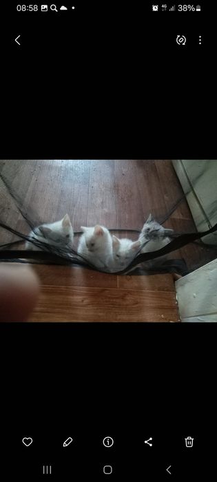 Белые котята подарю в добрые руки.