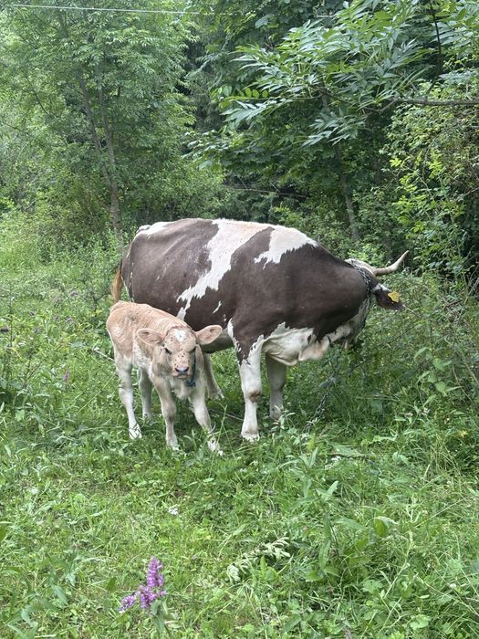 Vand vaca cu vitica