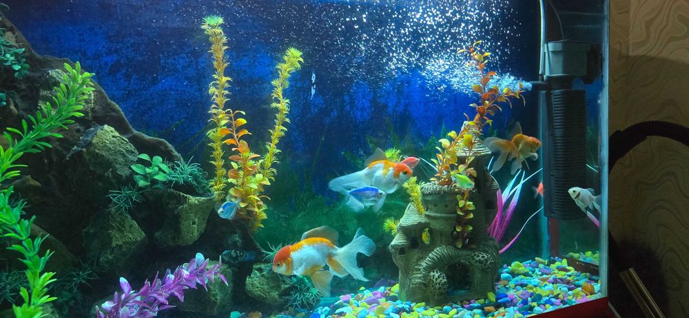 Аквариум 240 литр с тумбой+рыбой +доставка