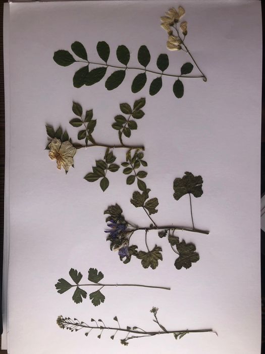 Морфологичен хербарий