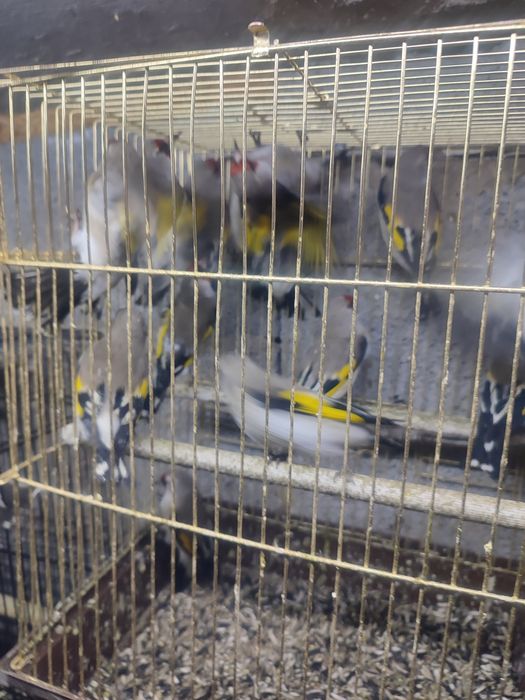 ПРОДАМ СРОЧНО  зимники и летники