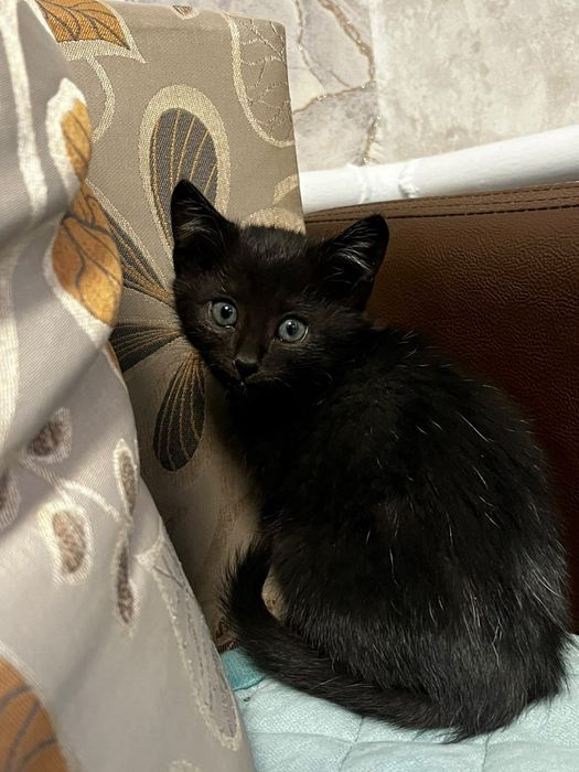Отдам котенка в добрые руки)))
