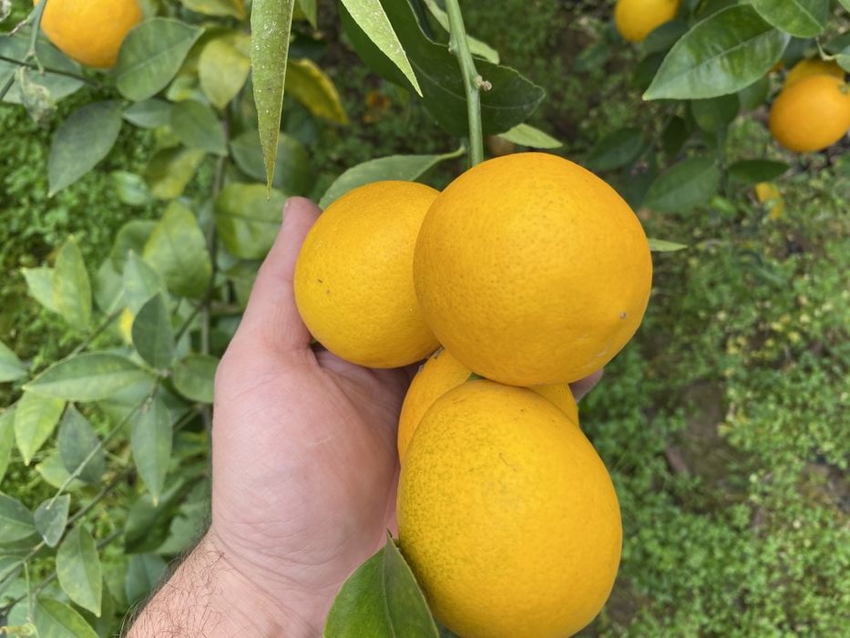 Sitrus ko'chatlar sotiladi