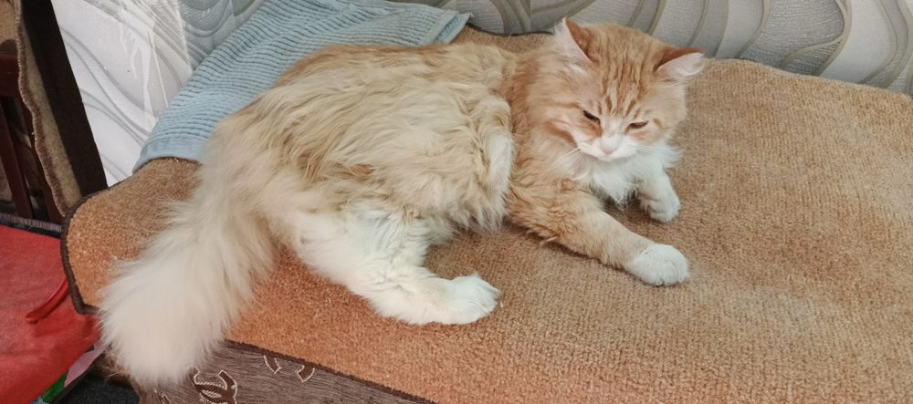 Отдам в надёжные добрые руки кота