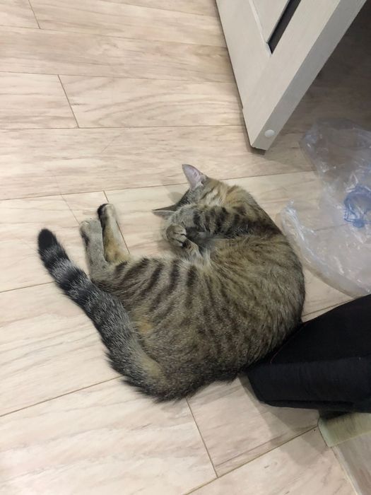 Ищет дом кошка Джулия