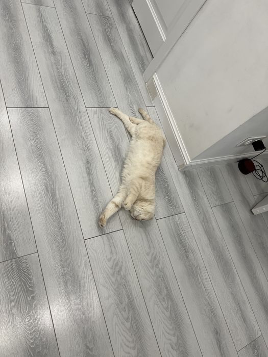 Продам кота веслоухий шотландец