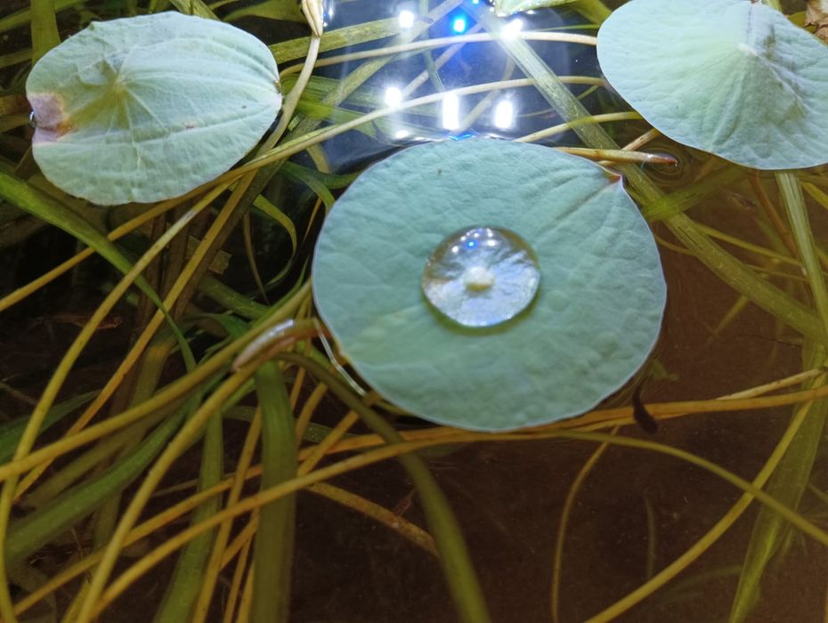 Семена лотоса...