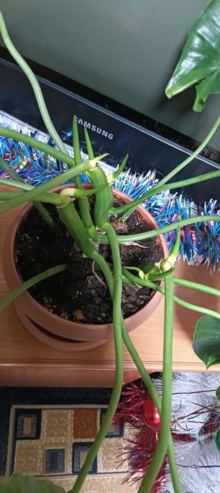 Продам цветы комнатные