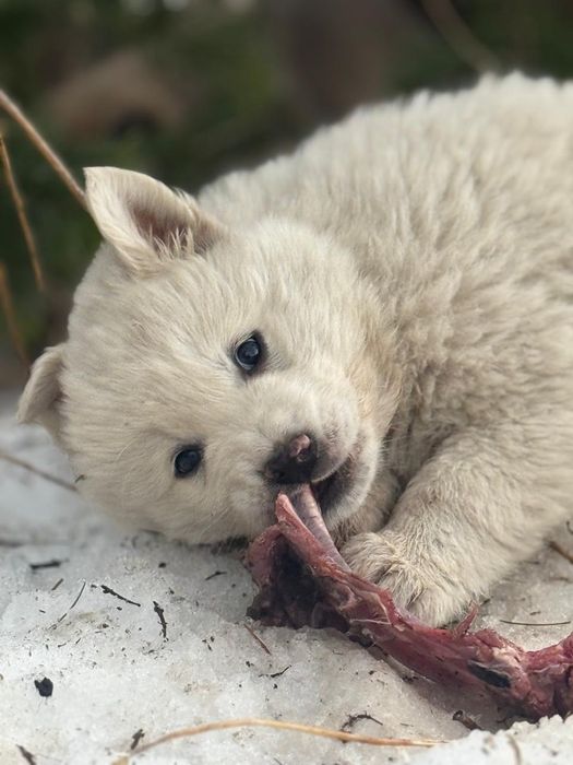 Щенки для охраны