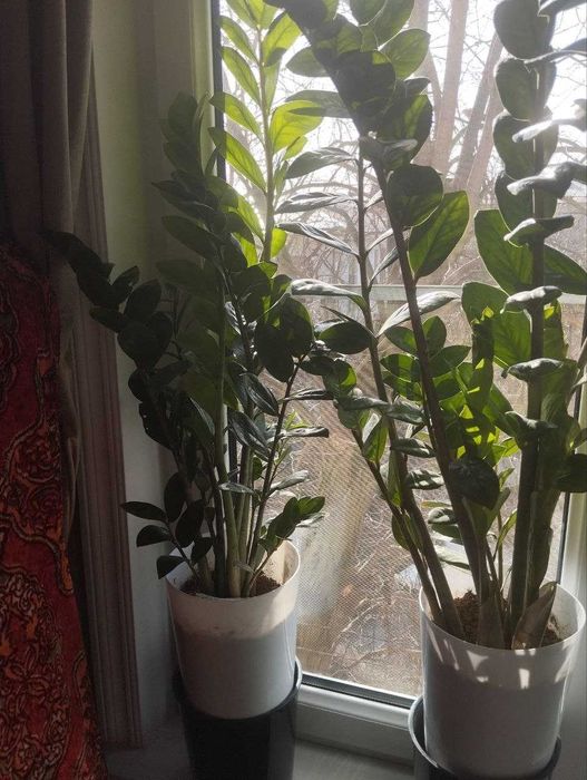 Замиакулькас комнатные растения
