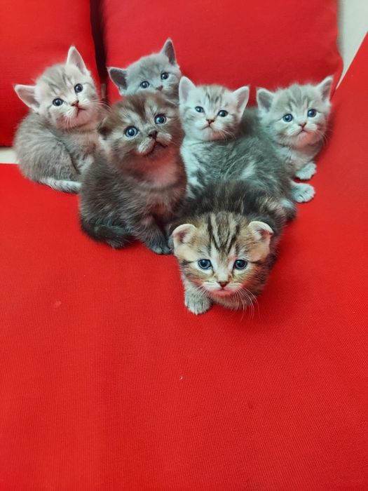 Продаю породистых котят