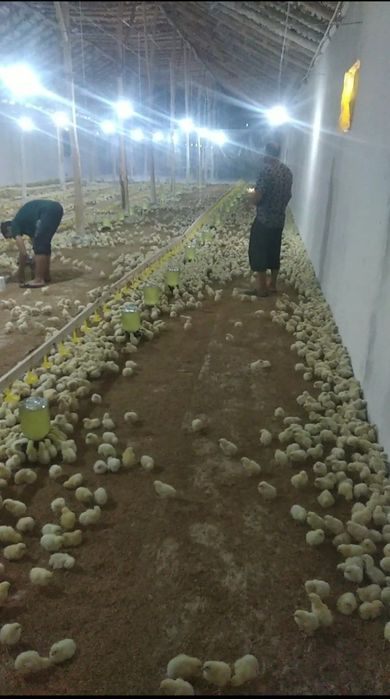 Товукхона ва Нотурар жой сотилади, 2 та товукхонаси бор