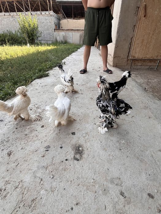 Сұлтанкалар сатылады