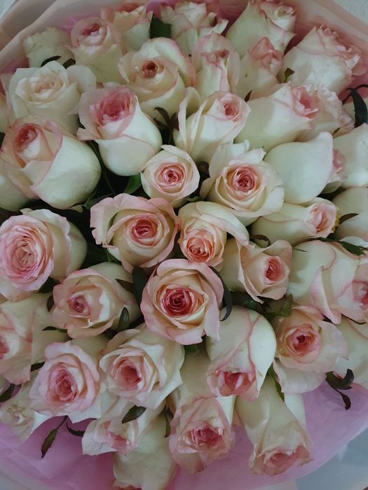 51 роза продаю красивая